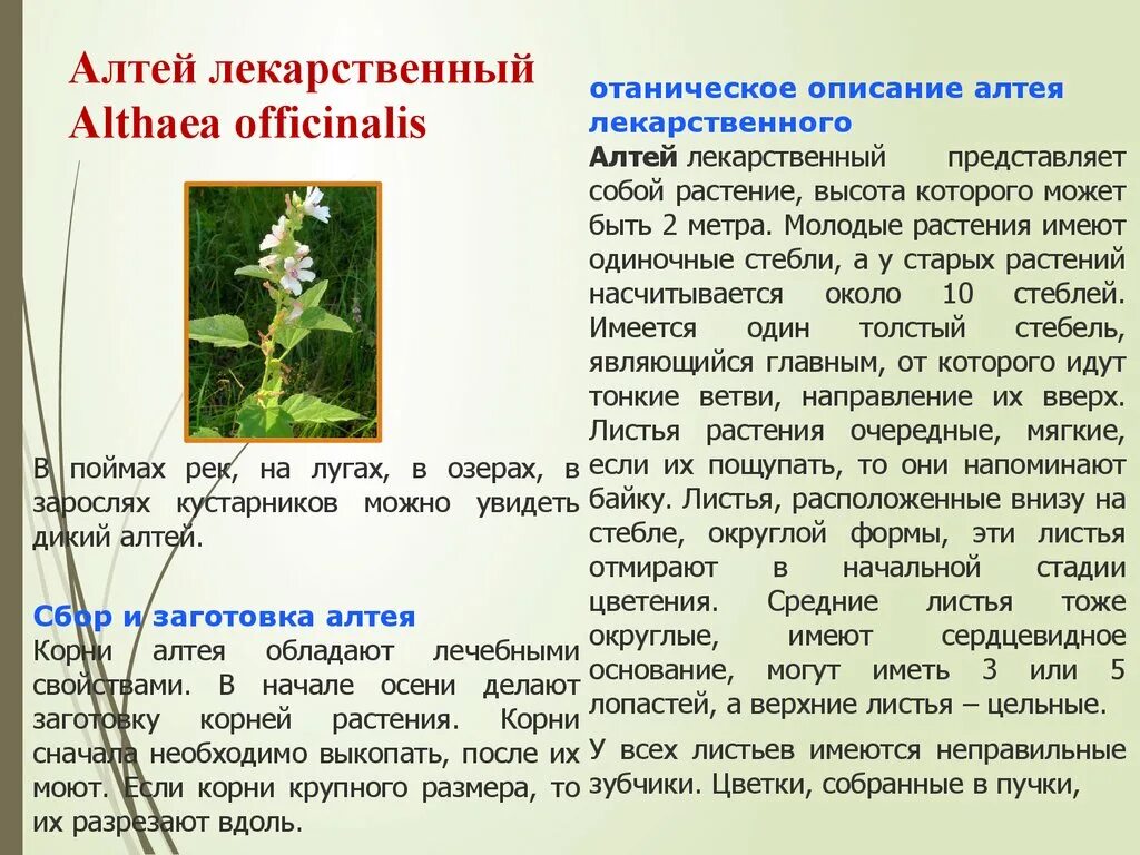 Описать лекарственную форму. Алтей лекарственный (Althaea officinalis). Алтей лекарственный (Althaea officinalis l.). Алтей лекарственный характеристика. Алтей лекарственное растительное сырье.