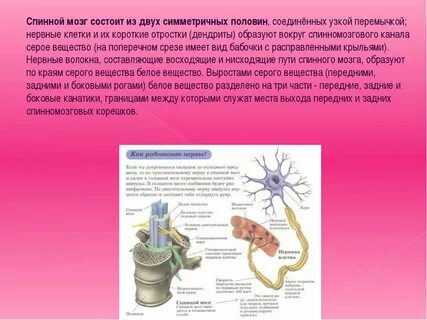 Дендриты образуют серое вещество