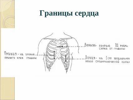 Границы сердца