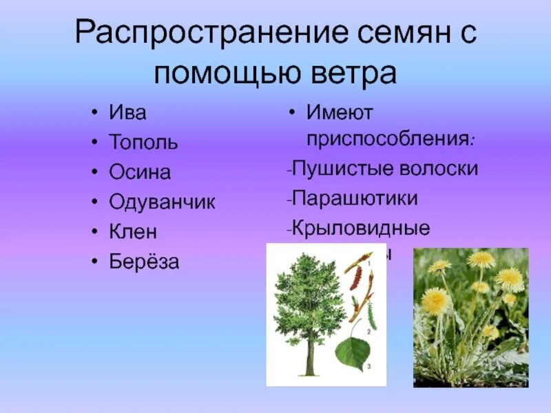 Семена распространяемые ветром. Распространение семян с помощью ветра. Распространение семия с помощью ветра. С помощью ветра распространяются семена. Приспособления семян к распространению.