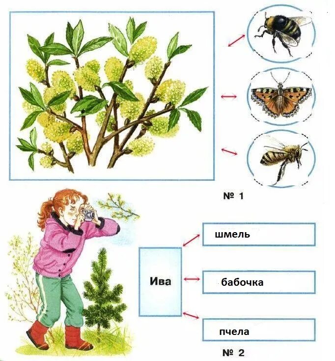 Нити весеннего леса