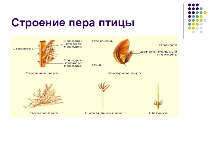 Характеристика пера птицы. Строение пера птицы 7 класс биология. Строение пера птицы. Класс птицы строение пера. Перо строение.