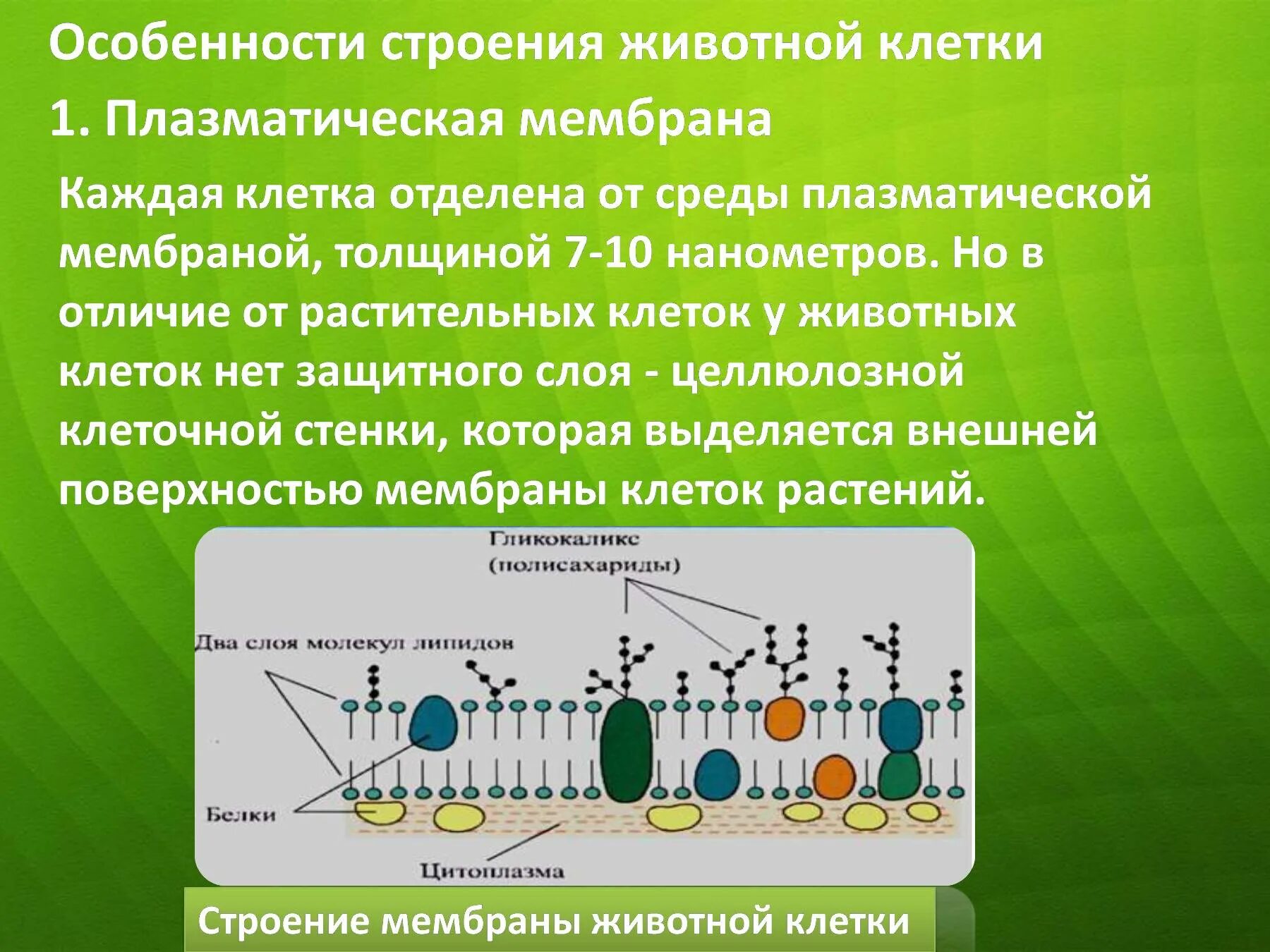 Структура элементарной мембраны растительной клетки. Клеточная плазматическая мембрана. Строение клеточной мембраны животной клетки. Строение плазматической мембраны.