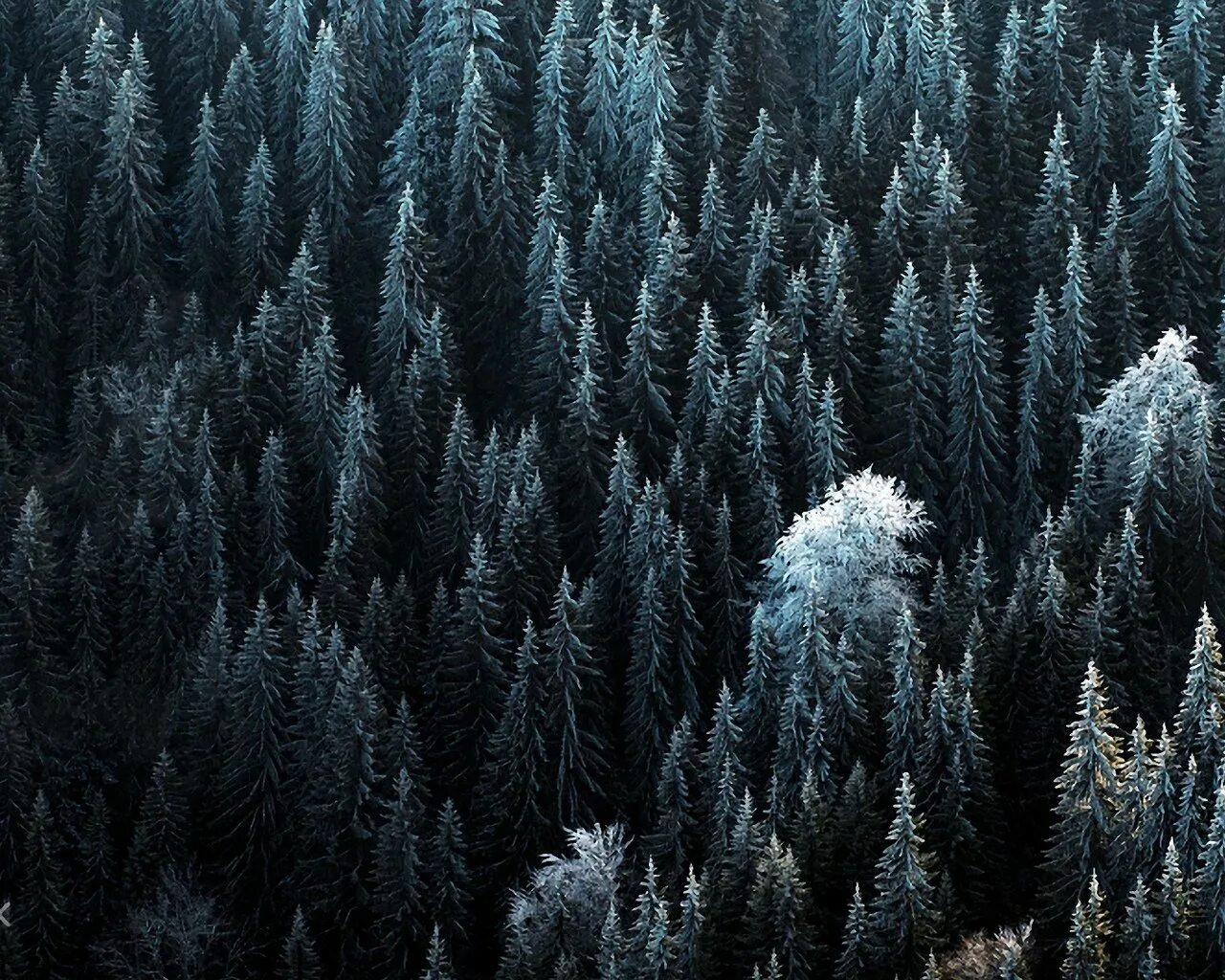 Дикий хвойный. Скандинавия лес Шварцвальд. Еловый лес. Лес сверху. Лес вид сверху.