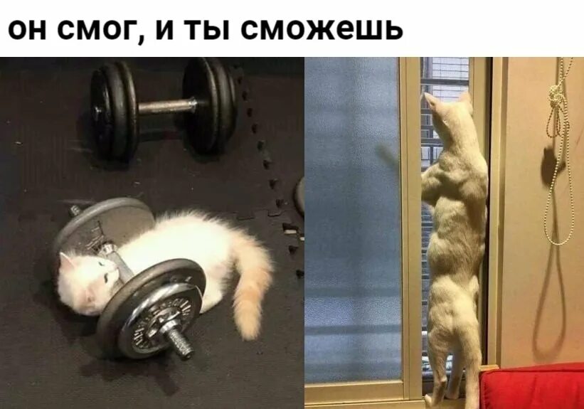 Смог кот. Котенок и гантели. котенок под гантелей. кот накаченный стероидами. качалка «кот».