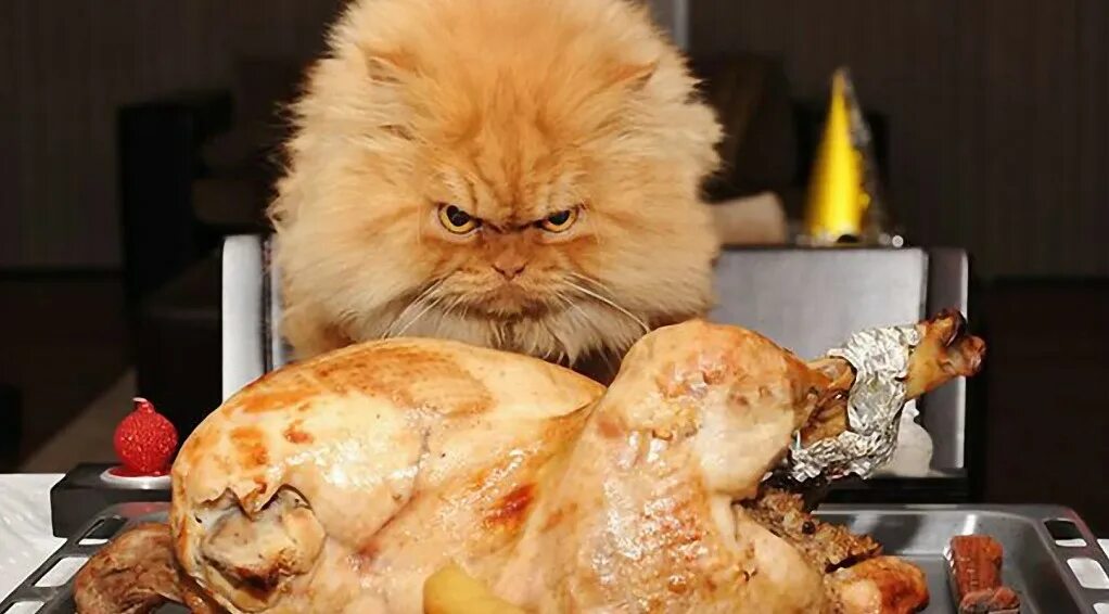 Не могу есть курицу. Кот и еда. Котик с едой. Кот Обжора. Прожорливый кот.