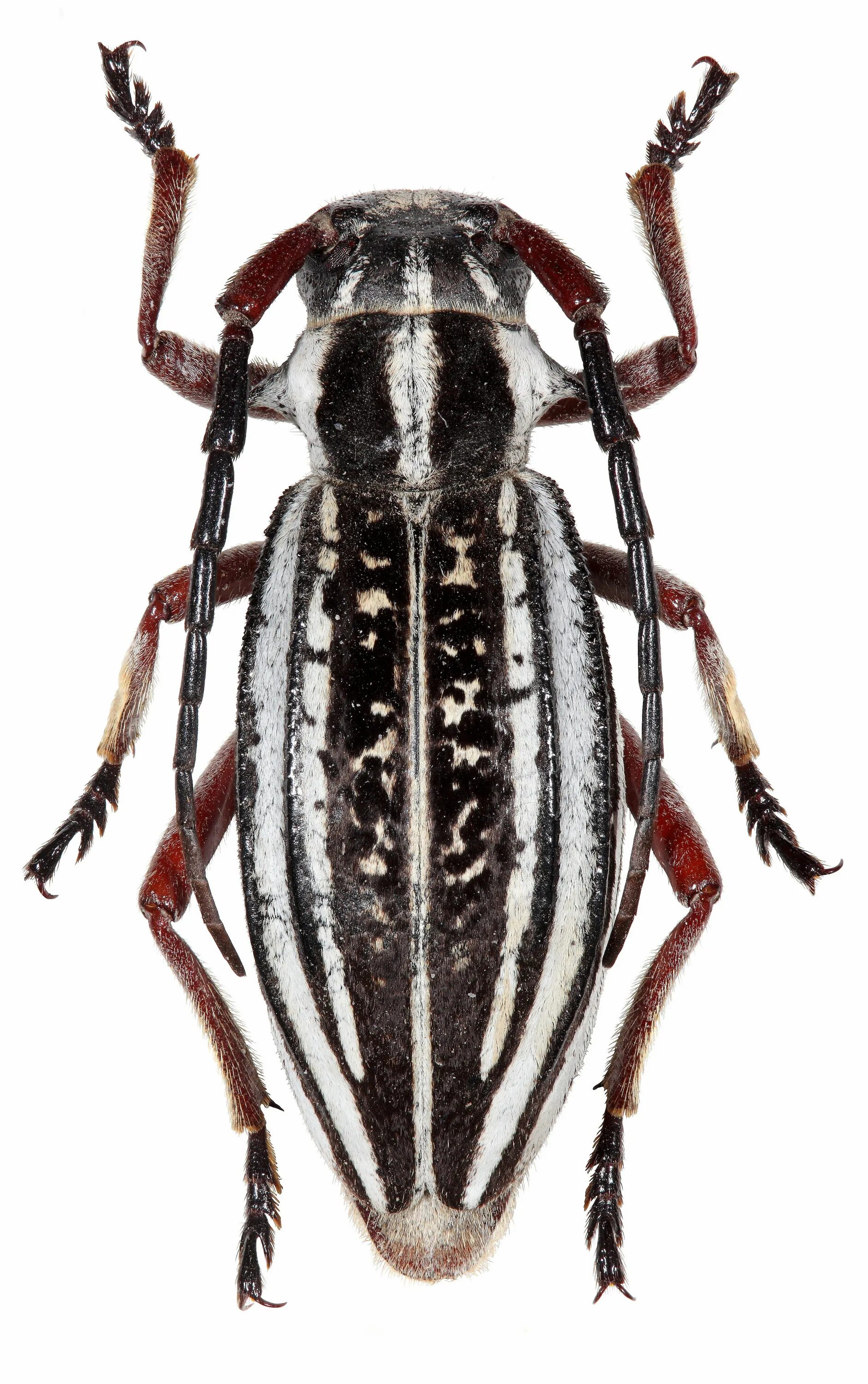 Mad dog bug bug. Жук собачка. Жук собачка. Жук собачка. Panagaeus bipustulatus fabricius, 1775.