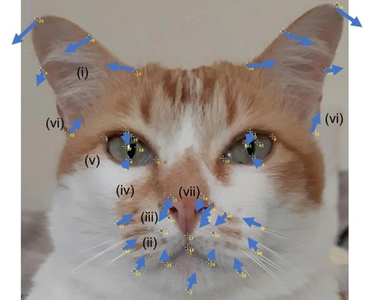 Cat no face