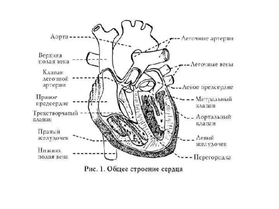 Обозначьте рисунок строение сердца. Схема структуры строения сердца. Строение сердца человека рисунок. Строение сердца человека с подписями. Строение человеческого сердца схема.