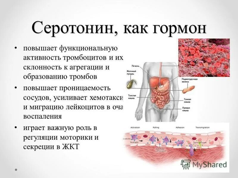 Биология повышенный уровень. Серотонин гормон. Серотонин как гормон. Серотонин функции гормона. Железа, вырабатывающая гормон серотонин..