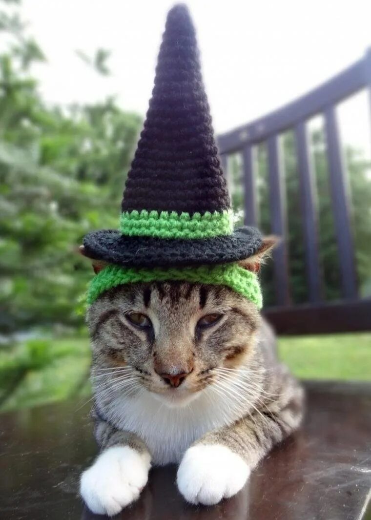 Кот в шляпе отзывы. Кот в шапке. шапочки для котиков. шапка &#039;кошка&#039;. шляпки для котиков.