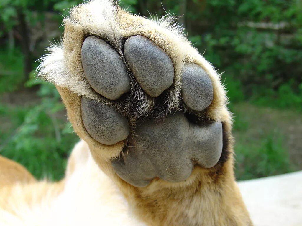 Лапы льва. Лапа льва с когтями. Львиная лапа. Лев варназов. Львиная лапа.