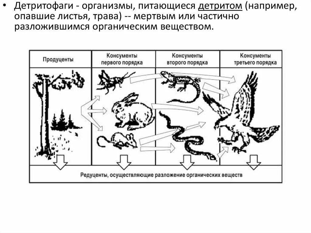 Продуцент первого порядка. Цепь питания консументы редуценты. пищевая цепочка продуценты консументы редуценты. схема цепи питания продуценты консументы редуценты. пищевая цепочка продуценты консументы 1 порядка редуценты.