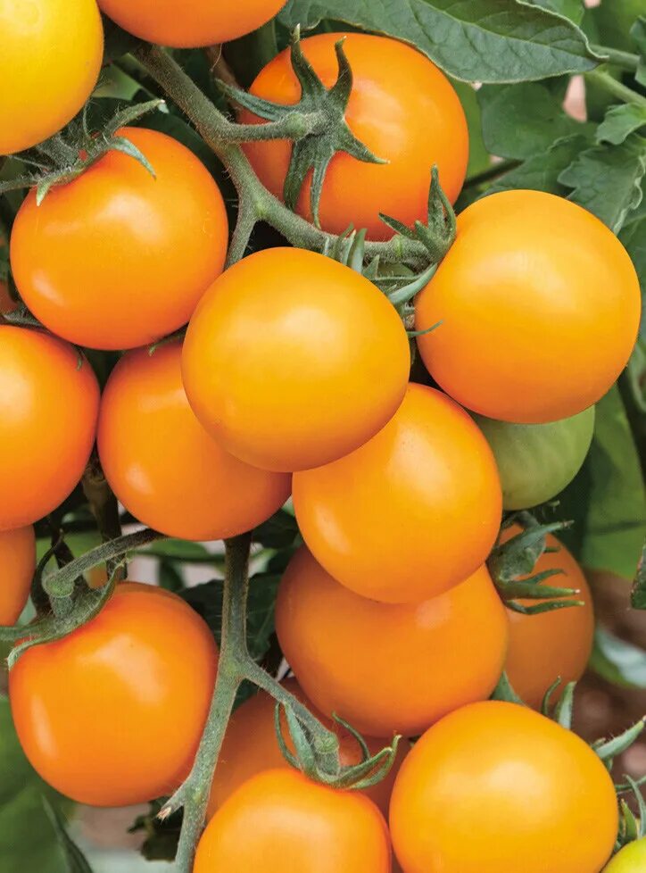 Томат абрикос. Томат абрикос виллы карибу. Томат эволюция f1. Томат сорт абрикос. Томат абрикосовый лапоть.