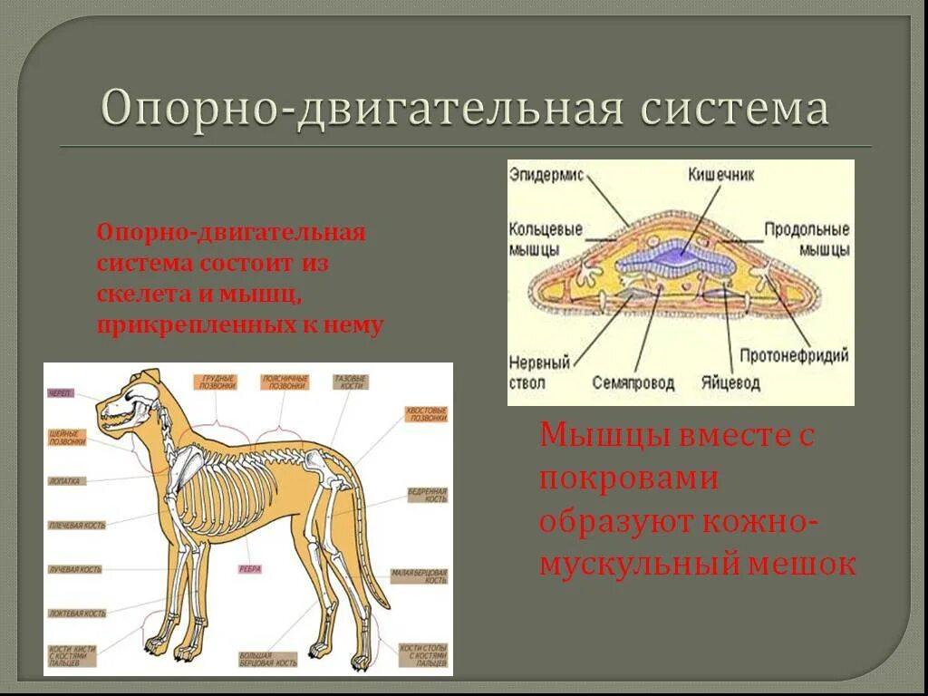 Опорно двигательная система класса млекопитающие. Какие функции выполняет опорно-двигательная система животных. Система органов опорно двигательная система животных. Строение опорно двигательной системы млекопитающих таблица 7. Опорно двигательная система животных биология 7 класс.