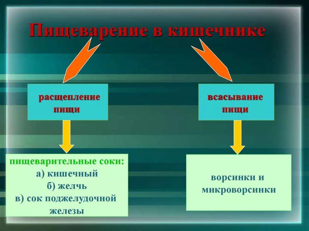 В органах пищеварения не расщепляются. Расщепление пищи. Расщепление кишечным соком. Что расщепляет пищу. Расщепление пищи для начальных классов.