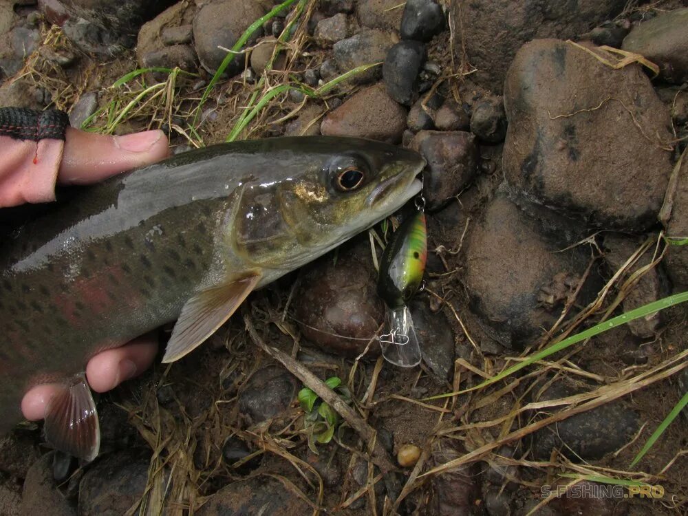 Форель голец. Ловля ленка. Ловля ленка. Ленок на джиг. Ленок острорылый.