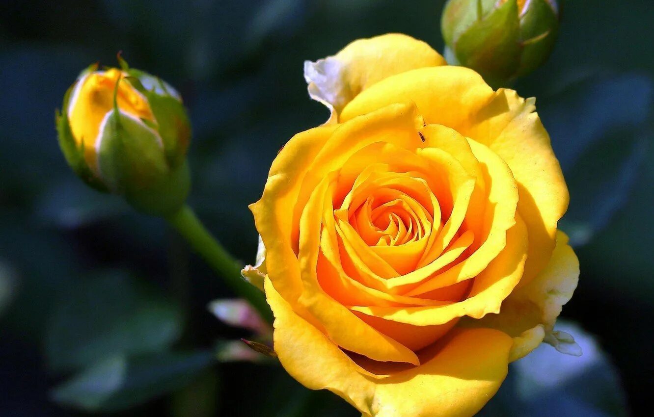 Желтые розочки. Розы "Илиос".