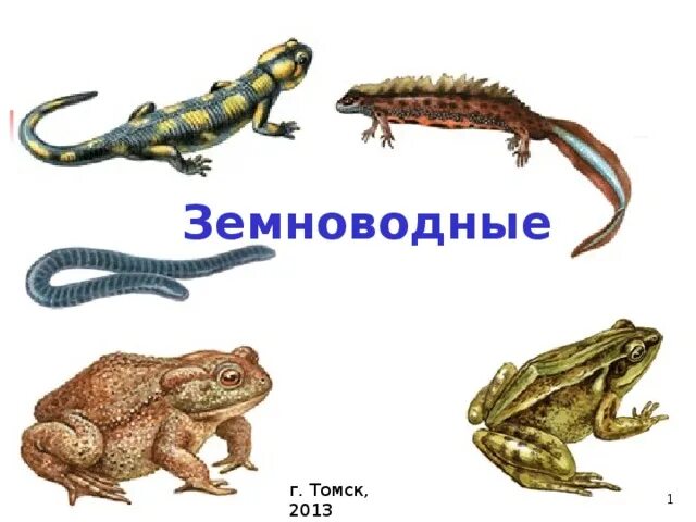 Группа животных земноводные примеры Картинки КАКИХ ЖИВОТНЫХ ОТНОСЯТ К КЛАССУ ПРЕСМЫКАЮЩИЕСЯ