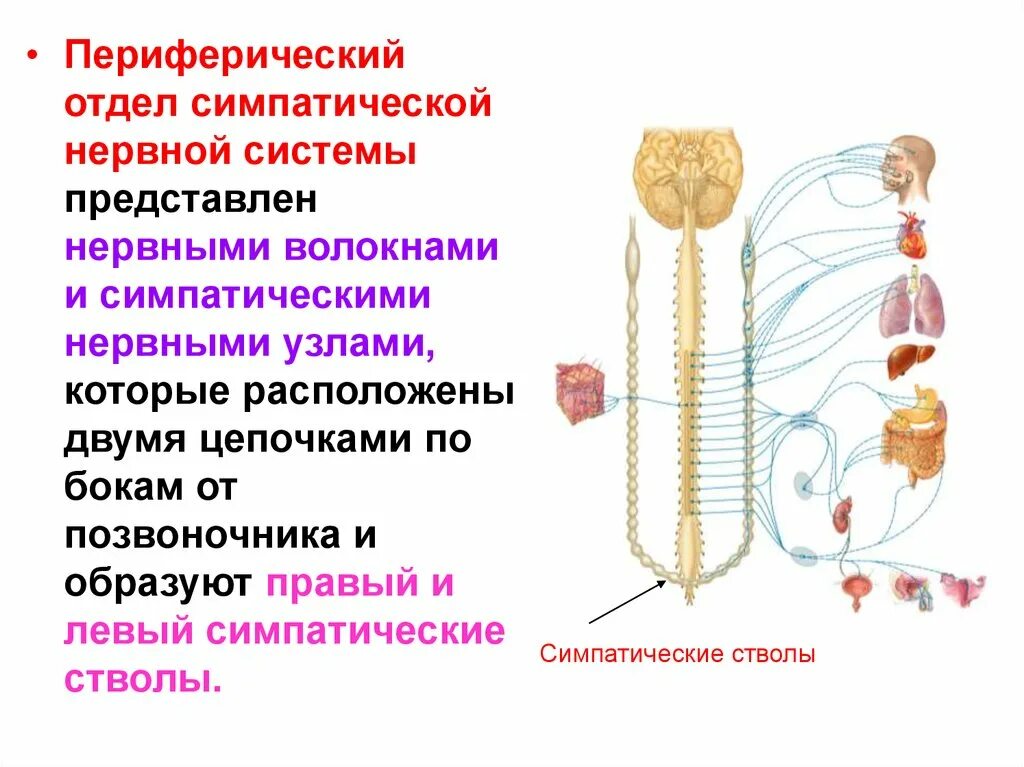 Периферический отдел симпатической вегетативной нервной системы. Периферический отдел вегетативной нервной системы представлен. Центральный и периферический отделы симпатической системы. Центральный отдел симпатической нервной системы представлен. Чем представлен периферический отдел