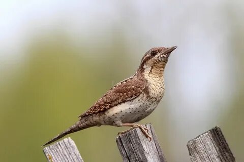 Ульяновский птицы