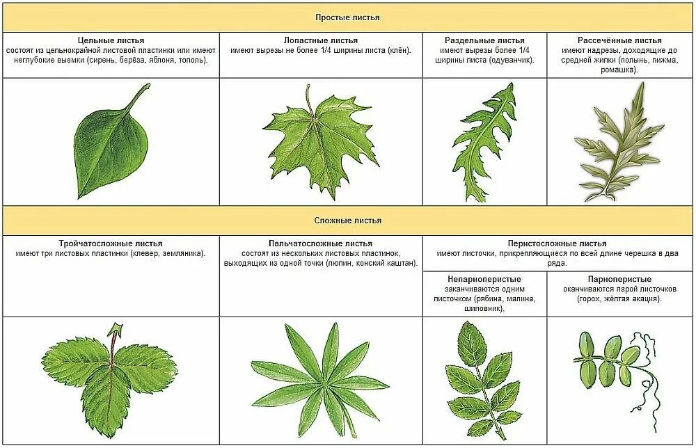 Простые листья могут быть. Типы жилкования простые сложные листья. Жилкование листьев клена. Типы жилкования листовой пластинки листовой. Строение листа, типы жилкования и листорасположение.
