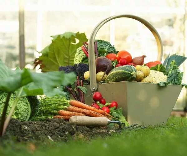 сад огород 2024 год