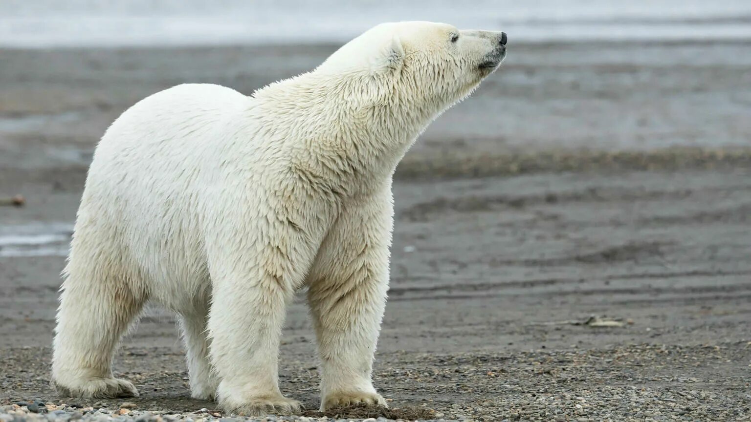 Как выглядит белый медведь Mattias A. Klum on Instagram: "A female polar bear greets one of her cubs near t