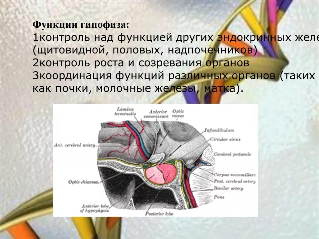 Гипофиз функции. Функции гипофиза и щитовидной железы. Роль гипофиза. Функции гипофиза и щитовой железы. Гипофиз функции кратко