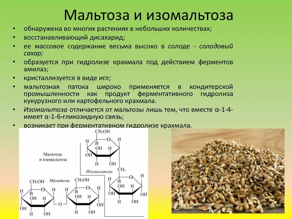 Сахароза биологическая роль. Мальтоза, солодовый сахар дисахарид. Изомальтоза структурная формула. Биологические функции мальтозы. Мальтоза функции.