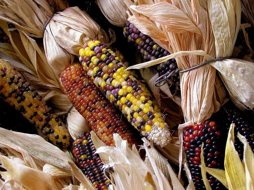 Corn 40. Кукуруза хони бэнтам f1. Кукуруза сахарный гигант (уд). Зародыш зерновки кукурузы. Corn 40.