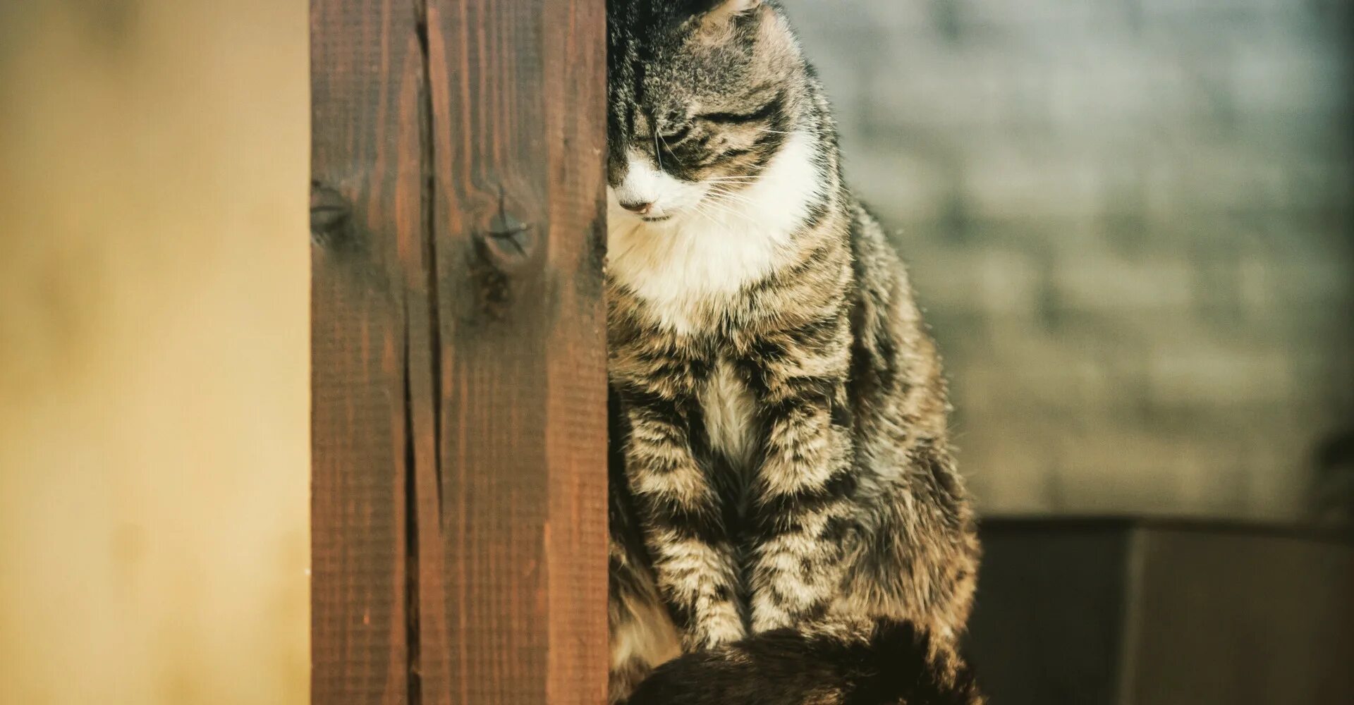 Скучающие картинки. Кот грустит. Грустная кошечка. Одинокий кот. Печальный котенок.