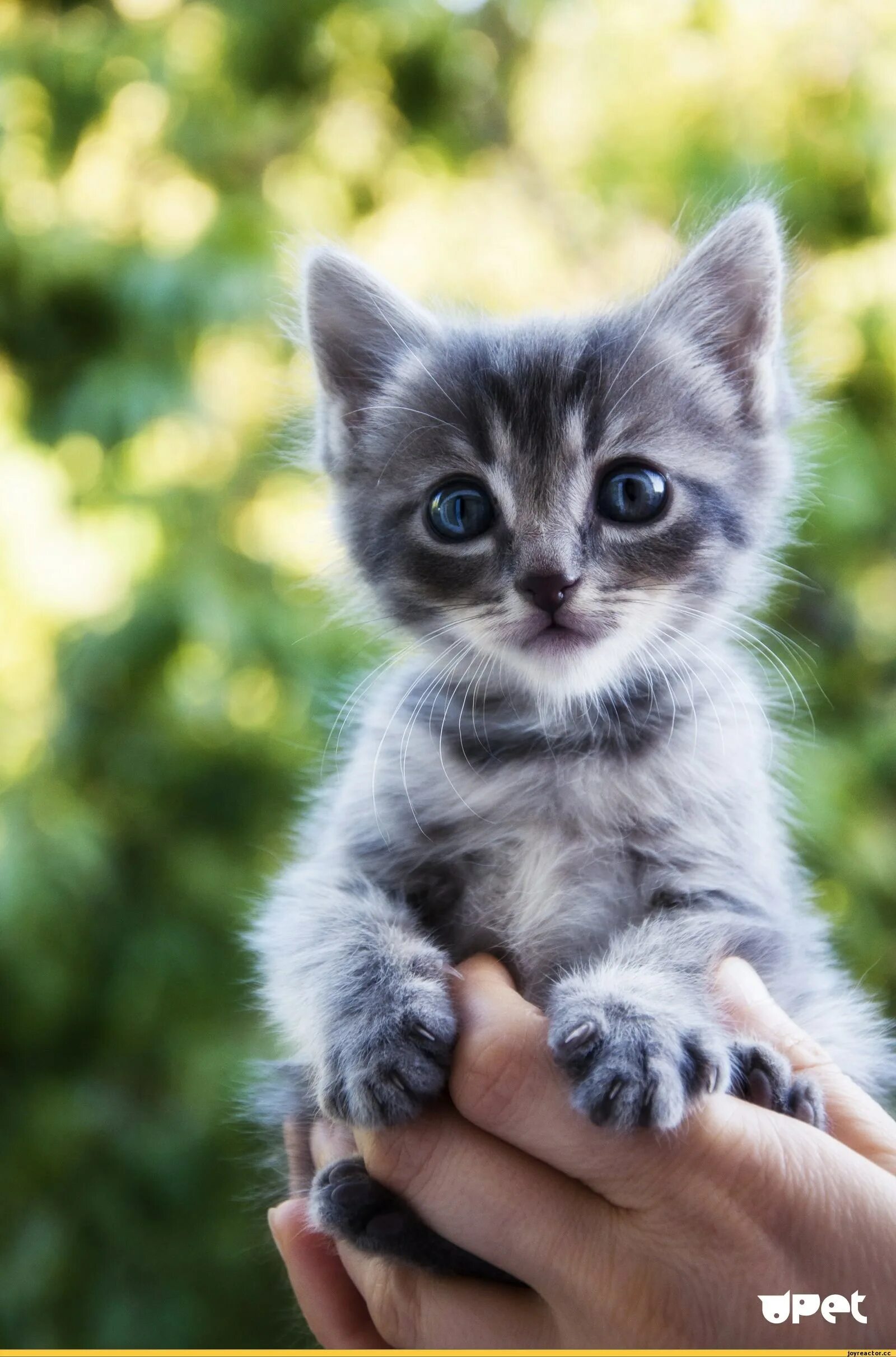 Какие котенки