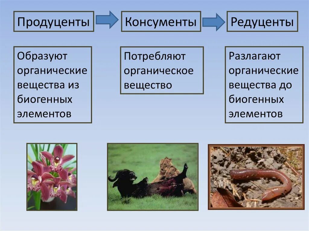 3 являются сапротрофами