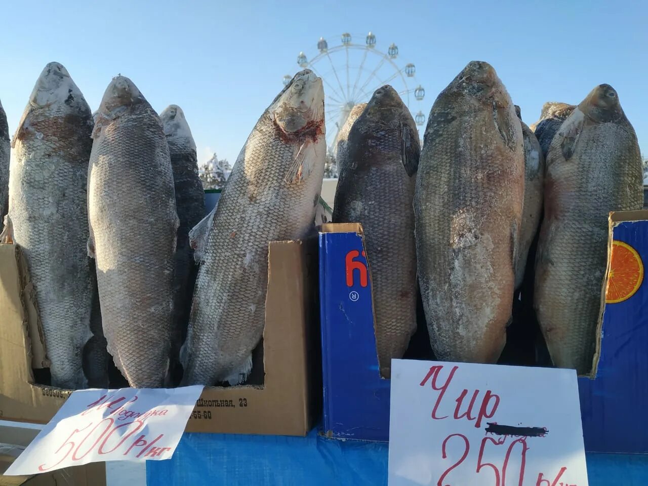 царская рыба якутии. якутская рыба. крестьянский рынок. рыба в якутске. рыба якутии названия.