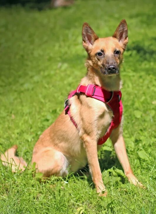 чили собака. чили до собака. чилийская собака. Kruuse buster. чили собака.