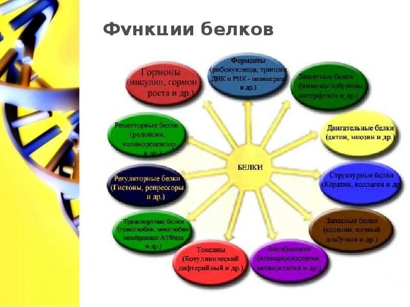 Назовите функции белков ответ. Функции белка в организме. перечислите функции белков в организме. роль функции белка в организме. биологические функции белков в организме.