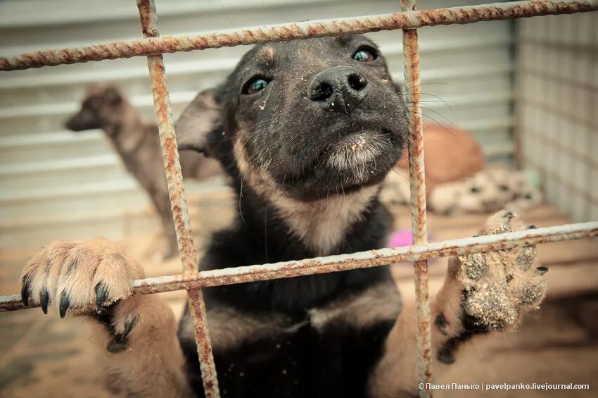 Приют для животных краснослободск. Приют животных дино. Собака в приюте дино. Приют животных дино. Приют для животных дино краснослободск волгоградская область.