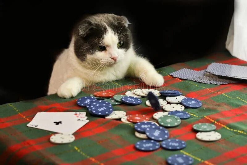 Casino cat official money cat fun. Покерный кот. Коты играющие в Покер. Азартный кот. Коты в казино.