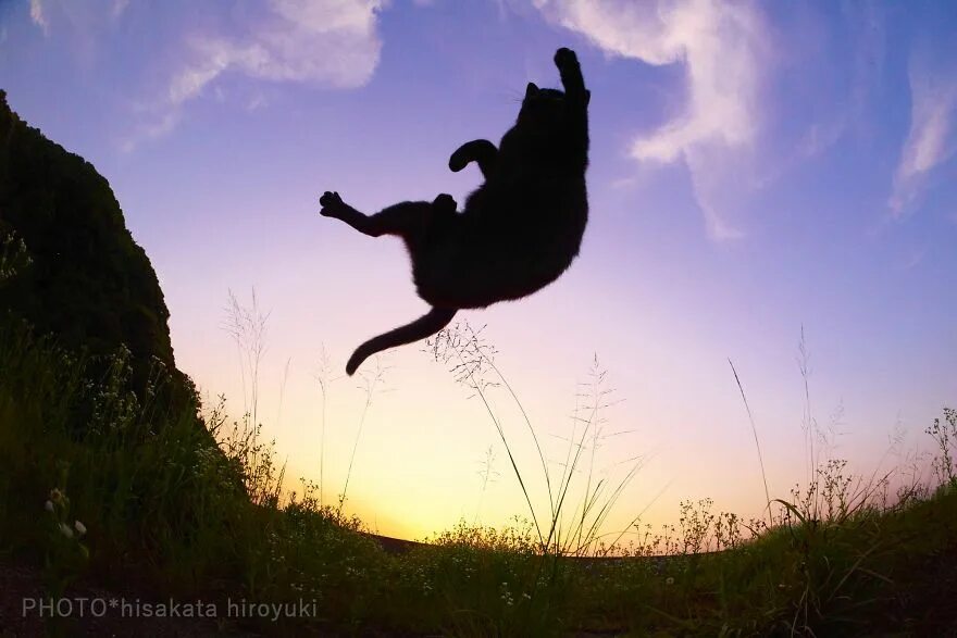 This Japanese Photographer Specializes In Shooting Ninja Cats, And The Result Is