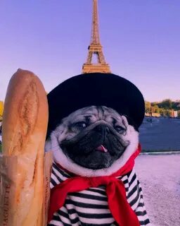 Мопс мем