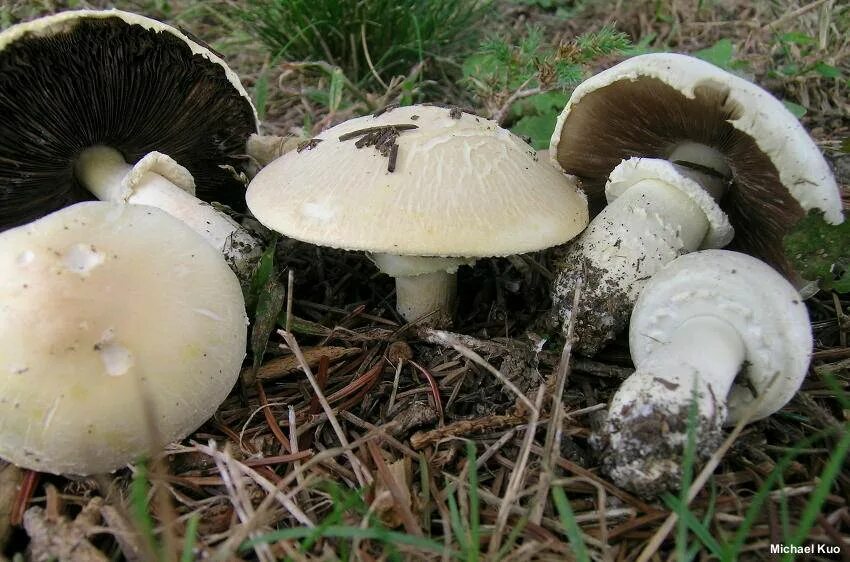 Печерица, луговой шампиньон ложные. Шампиньон обыкновенный, печерица (agaricus campestris). Шампиньон полевой ложный. Шампиньон полевой. Шампиньоны полевые фото и описание.