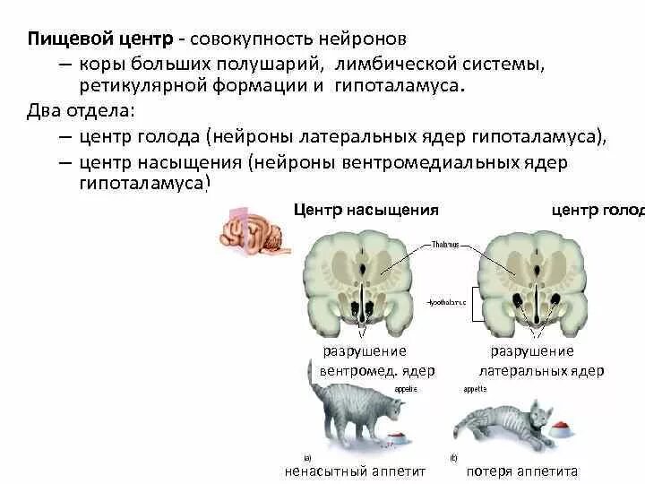 Где находится голод. Центр голода и насыщения. Пищевой центр. Центр голода и насыщения физиология. Гипоталамус центр голода и насыщения.