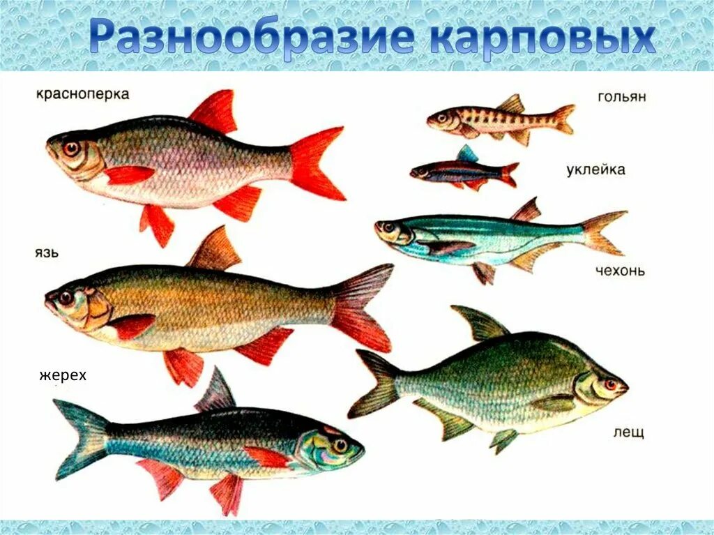 Семейства карпообразных. Отряд Карпообразные рыбы. Костные рыбы Карпообразные представители. Разнообразие карпообразных.
