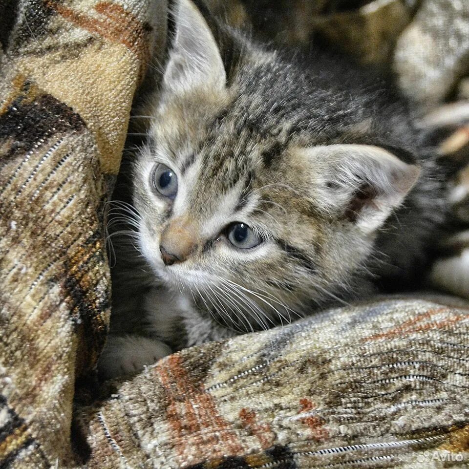 Котик антидепрессант. Котята антидепрессанты. Шуйские котики. Картинка котики антидепрессанты.