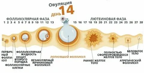 Во время овуляции заниматься интимной жизнью