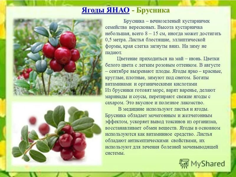 Брусника лист. Брусничный лист полезные. Брусничный лист для чего используется. Листья брусники поведение в организме человека. Лист брусники мочегонное.