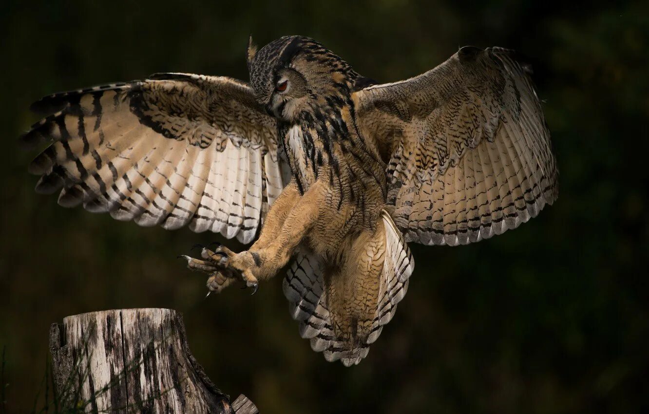 Сова в полете. Ушастая сова крылья. Сова сипуха с раскрытыми крыльями. Сова с расправленными крыльями. Сова сипуха хвост.