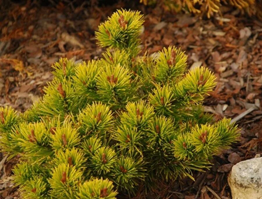 Куплю голд стар. Сосна Горная Pinus mugo Gold Star. Сосна Горная little GOLDSTAR. Pinus mugo 'little GOLDSTAR'. Pinus mugo Laarheide.