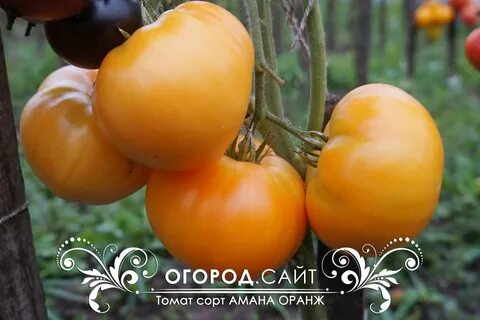 Амана оранж
